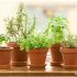 کاشت ریحان در گلدان و نحوه پرورش آن برای استفاده خانگی
