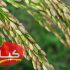 بین برنج طارم هاشمی و برنج قهوه ای و برنج دم سیاه کدام بهتر است؟