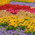 زیباترین گیاهان برای باغ شما کدامند؟