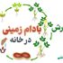 روشی آسان برای پرورش بادام زمینی در خانه