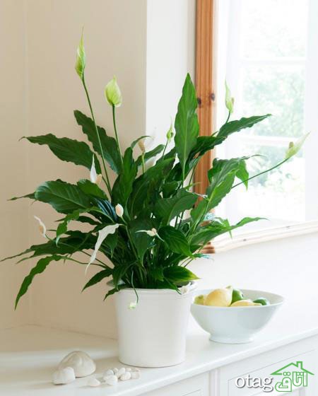 42 مدل از گیاهان آپارتمانی مقاوم و سایه دوست با نگهداری آسان - گل آپارتمانی
