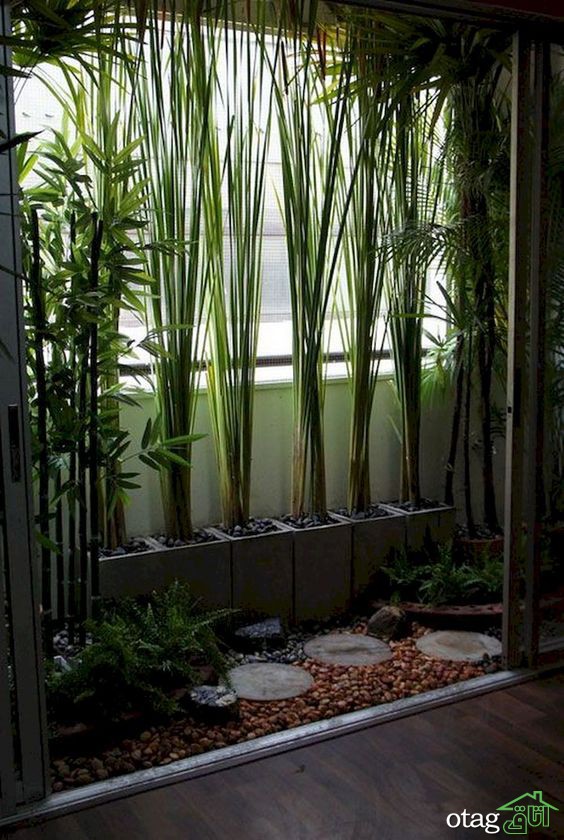 راهنمای رشد و پرورش گیاهان آپارتمانی زمستانی