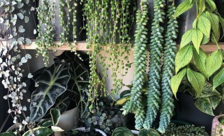 آموزش نگهداری از گیاهان آپارتمانی [ 3 روش کاربردی]