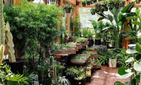 5 ایده برای ساخت گلخانه در حیاط منزل