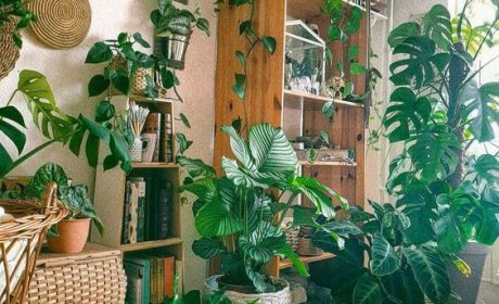 راهنمایی و بررسی ایده های تزیین خانه با گل طبیعی