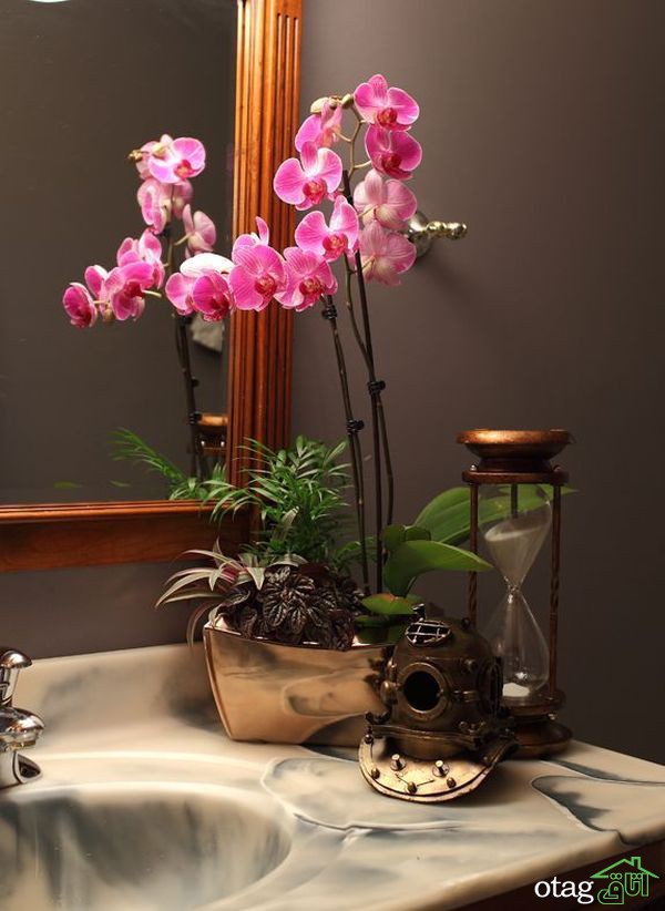 روش نگهداری و تکثیر گل ارکیده و استفاده از آن در دکور منزل