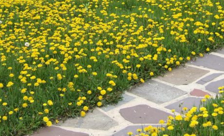 بهترین راه رهایی دائمی و جلوگیری از گسترش قاصدک زرد