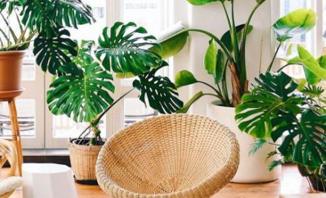 راهنمای ایجاد دکوراسیون بهاری به کمک گل و گیاه