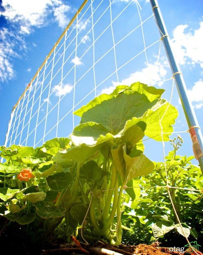 معرفی داربست گیاهکاری و 6 روش ساخت راهبردی