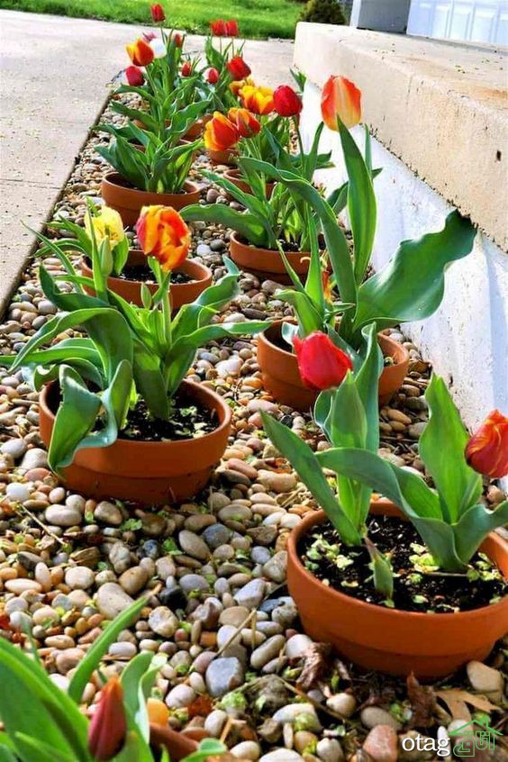 تکنیک های کاربردی لبه سازی چمن برای باغ یا حیاط