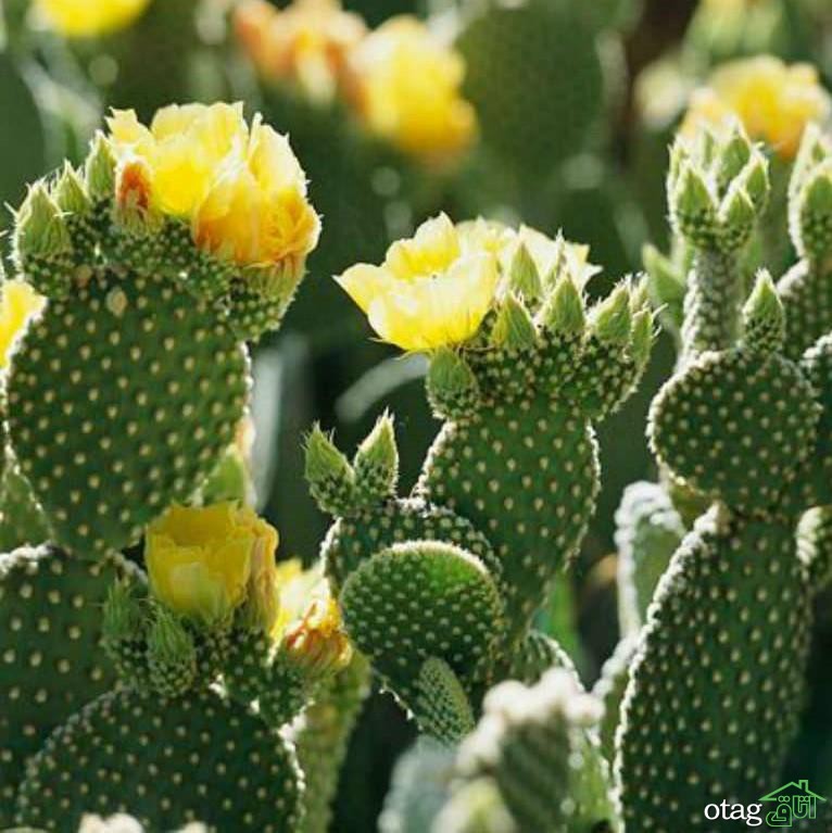 ایده های جذاب تزیین خانه با کاکتوس بهمراه معرفی زیباترین گونه ها