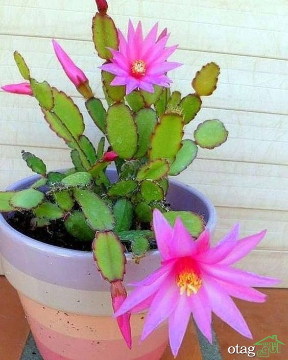 ایده های جذاب تزیین خانه با کاکتوس بهمراه معرفی زیباترین گونه ها