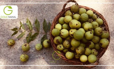 معرفی بهترین نهال گردو برای مناطق سردسیر و مناطق گرمسیری