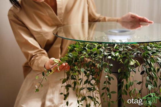 تزیین زیر میز شیشه ای توسط گیاهان مختلف برای دکوراسیون لاکچری خانه تزیین زیر میز شیشه ای توسط گیاهان مختلف برای دکوراسیون لاکچری خانه