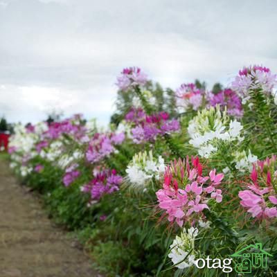 بهترین گلها برای باغچه با نگهداری آسان، معرفی 6 بذر گل زیبا بهترین گلها برای باغچه با نگهداری آسان، معرفی 6 بذر گل زیبا