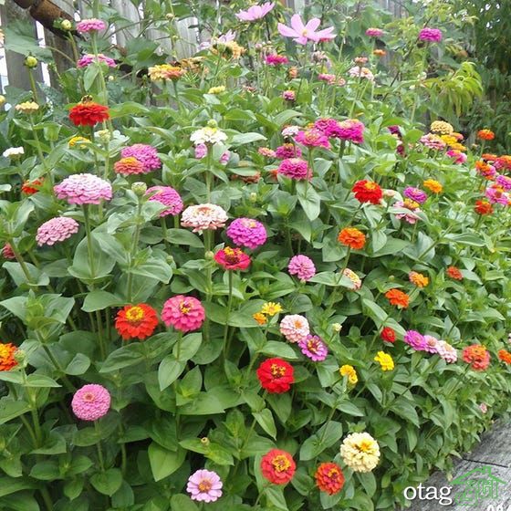 بهترین گلها برای باغچه با نگهداری آسان، معرفی 6 بذر گل زیبا بهترین گلها برای باغچه با نگهداری آسان، معرفی 6 بذر گل زیبا