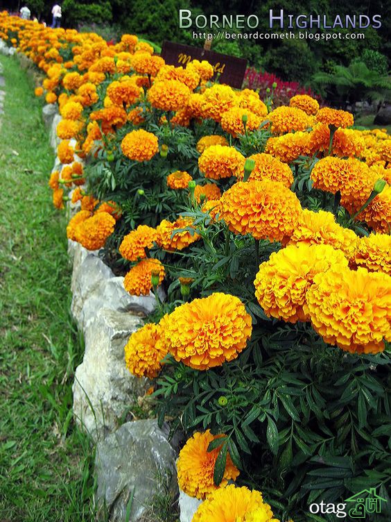 بهترین گلها برای باغچه با نگهداری آسان، معرفی 6 بذر گل زیبا بهترین گلها برای باغچه با نگهداری آسان، معرفی 6 بذر گل زیبا
