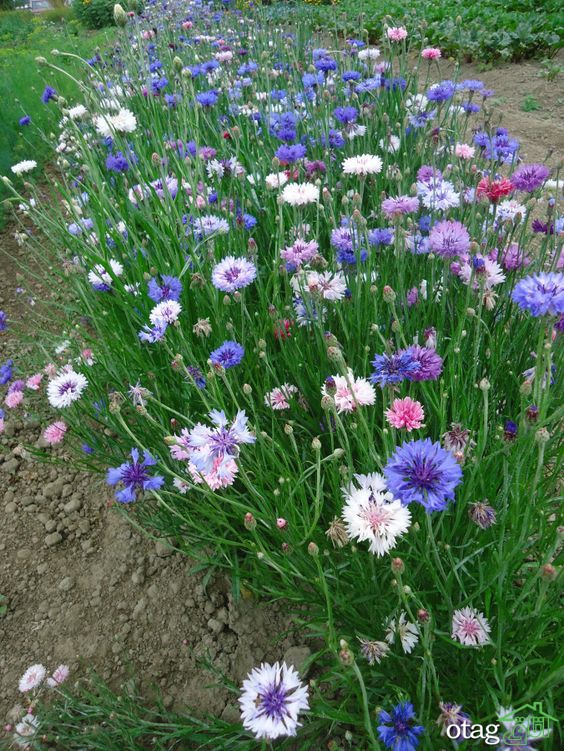 بهترین گل‌ها برای باغچه با نگهداری آسان، معرفی 6 بذر گل زیبا