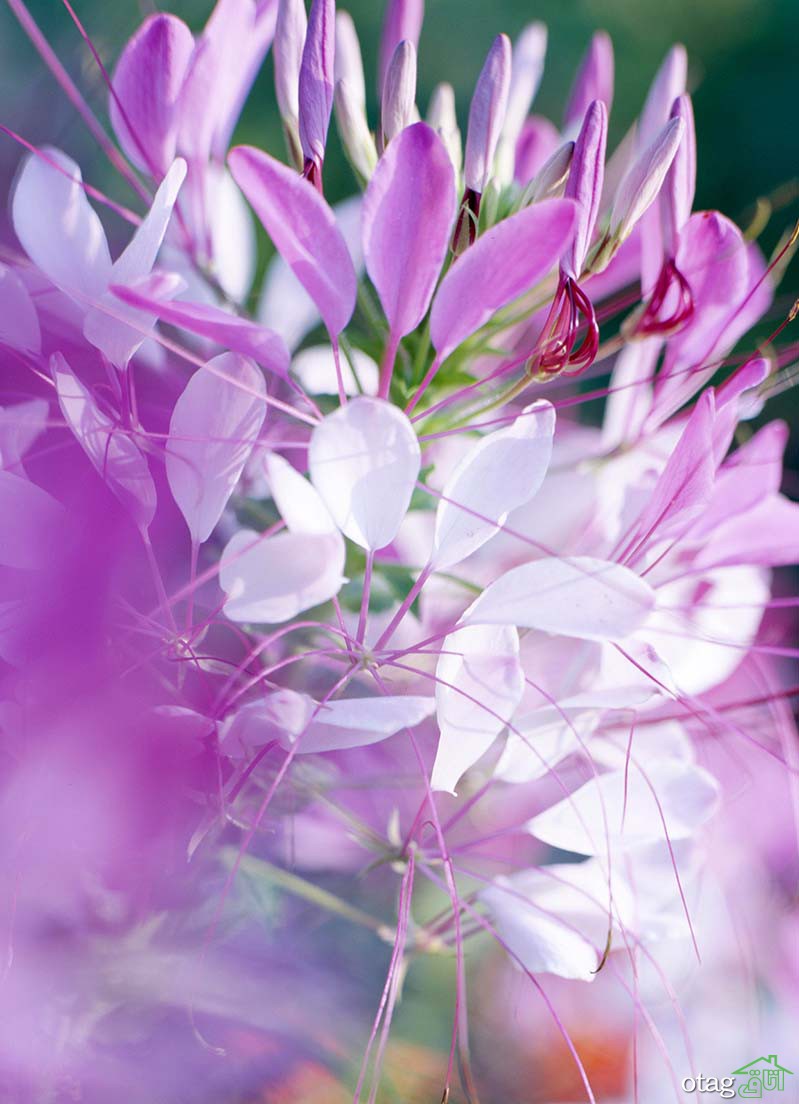 بهترین گل‌ها برای باغچه با نگهداری آسان، معرفی 6 بذر گل زیبا