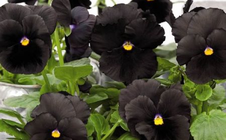 انواع گل‌های دائمی به رنگ سیاه برای پرورش در باغچۀ خانگی