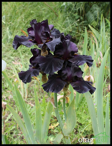 انواع گل‌های دائمی به رنگ سیاه برای پرورش در باغچۀ خانگی