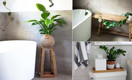 گیاهان مناسب حمام و دستشویی برای تزیین و زیباسازی دکور