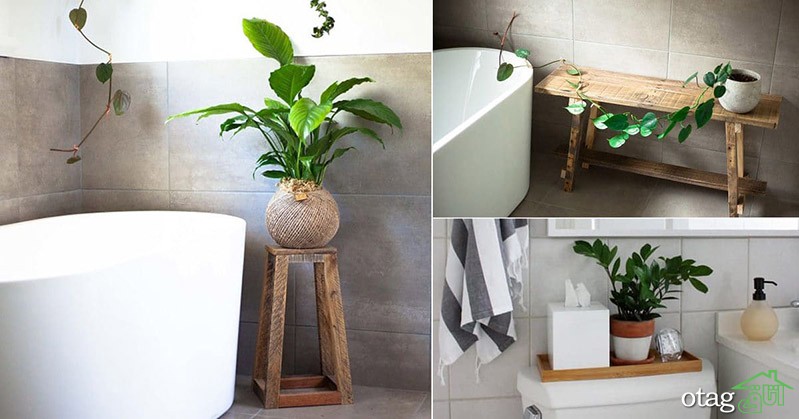 گیاهان مناسب حمام و دستشویی برای تزیین و زیباسازی دکور