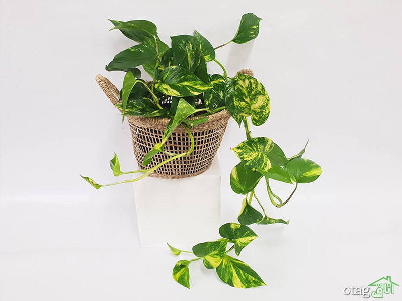 گیاهان مناسب حمام و دستشویی برای تزیین و زیباسازی دکور گیاهان مناسب حمام و دستشویی برای تزیین و زیباسازی دکور