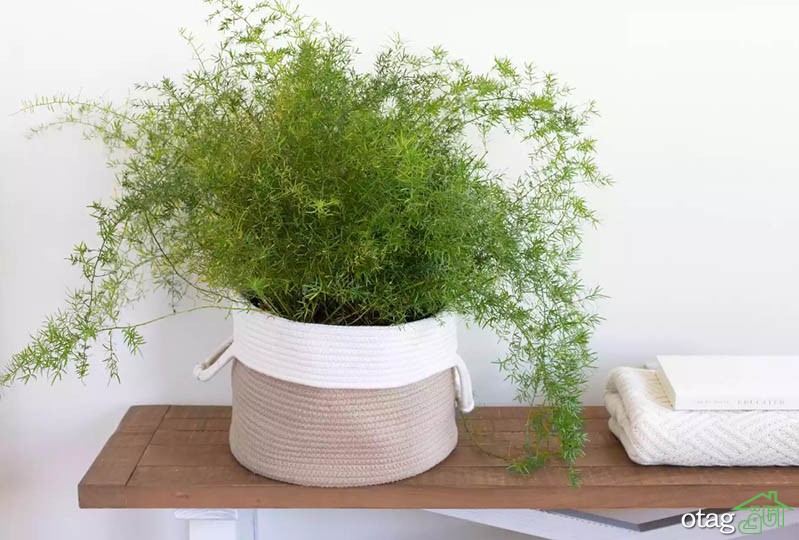 گیاهان مناسب حمام و دستشویی برای تزیین و زیباسازی دکور گیاهان مناسب حمام و دستشویی برای تزیین و زیباسازی دکور
