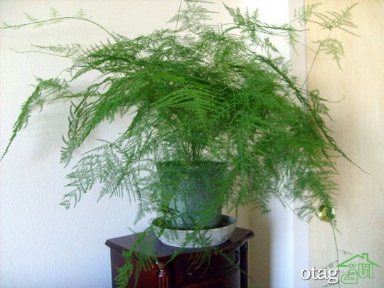 گیاهان مناسب حمام و دستشویی برای تزیین و زیباسازی دکور گیاهان مناسب حمام و دستشویی برای تزیین و زیباسازی دکور