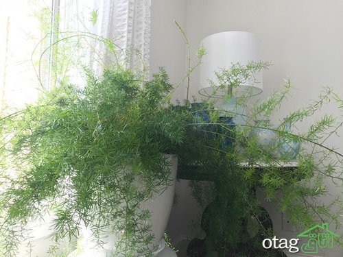 گیاهان مناسب حمام و دستشویی برای تزیین و زیباسازی دکور گیاهان مناسب حمام و دستشویی برای تزیین و زیباسازی دکور
