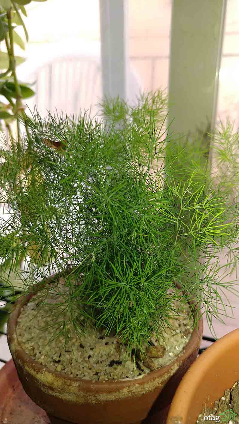 گیاهان مناسب حمام و دستشویی برای تزیین و زیباسازی دکور گیاهان مناسب حمام و دستشویی برای تزیین و زیباسازی دکور