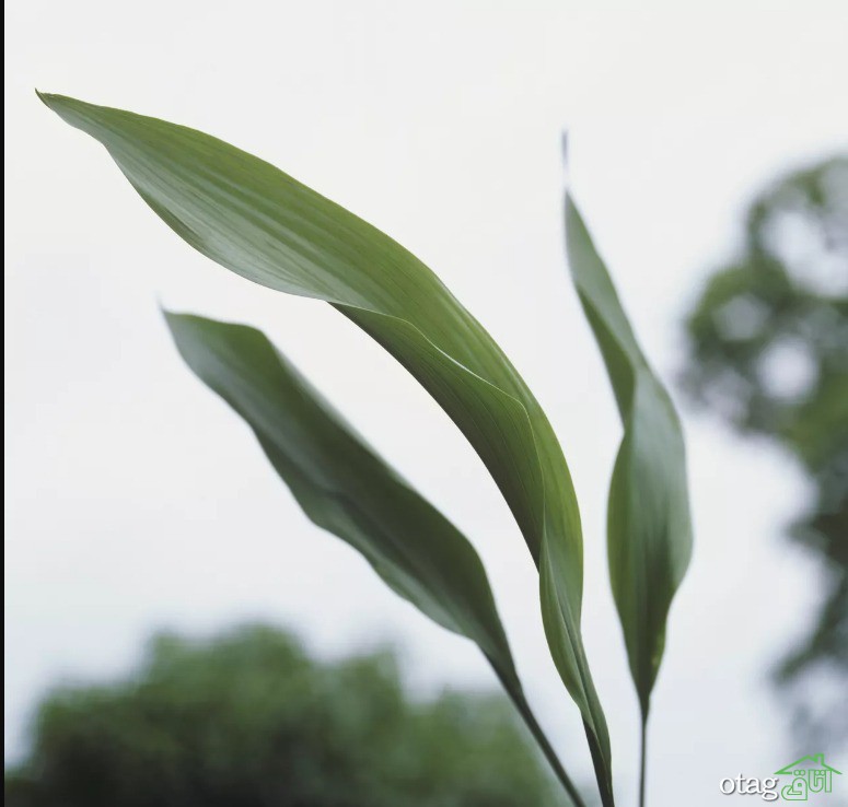 گیاهان مناسب حمام و دستشویی برای تزیین و زیباسازی دکور گیاهان مناسب حمام و دستشویی برای تزیین و زیباسازی دکور