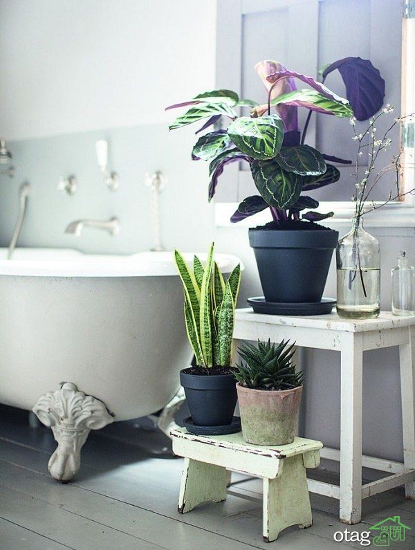 گیاهان مناسب حمام و دستشویی برای تزیین و زیباسازی دکور