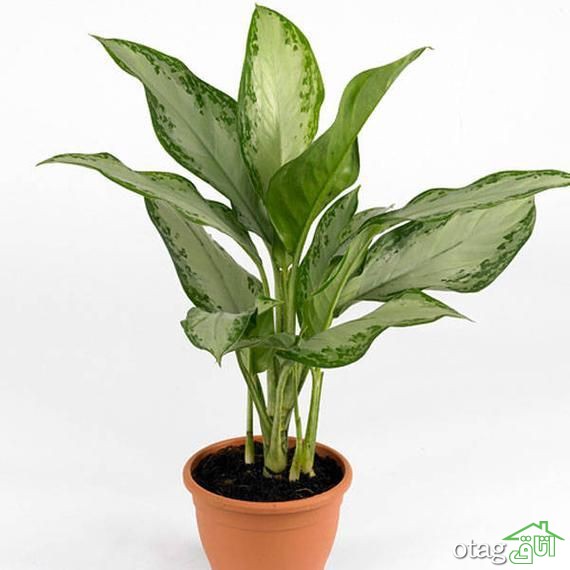 گیاهان مناسب حمام و دستشویی برای تزیین و زیباسازی دکور گیاهان مناسب حمام و دستشویی برای تزیین و زیباسازی دکور