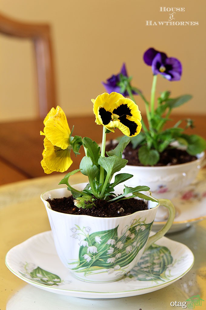 آموزش ساخت گلدان با فنجان و نعلبکی نحوه کاشت گیاه درون آن