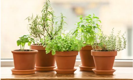 کاشت ریحان در گلدان و نحوه پرورش آن برای استفاده خانگی