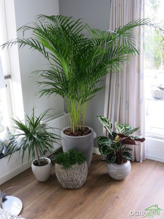 7 گیاه مناسب اتاق خواب برای افزایش اکسیژن محیط با مراقبت کم
