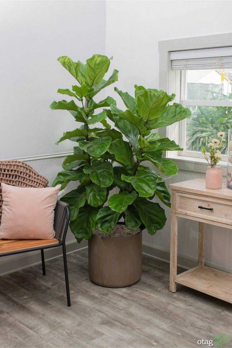 7 گیاه مناسب اتاق خواب برای افزایش اکسیژن محیط با مراقبت کم