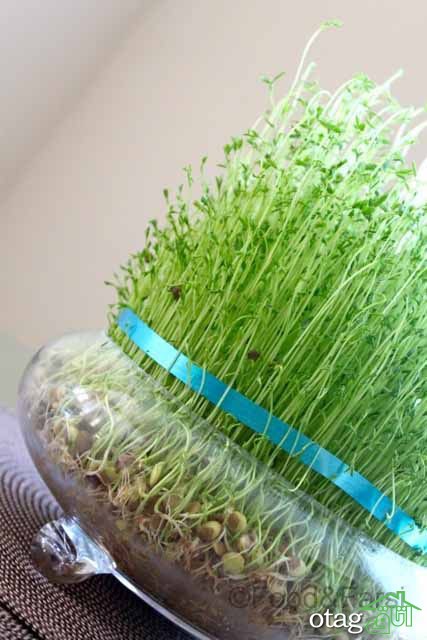40 مدل عکس سبزه عید نوروز برای سفره هفت سین سال 1400 40 مدل عکس سبزه عید نوروز برای سفره هفت سین سال 1400