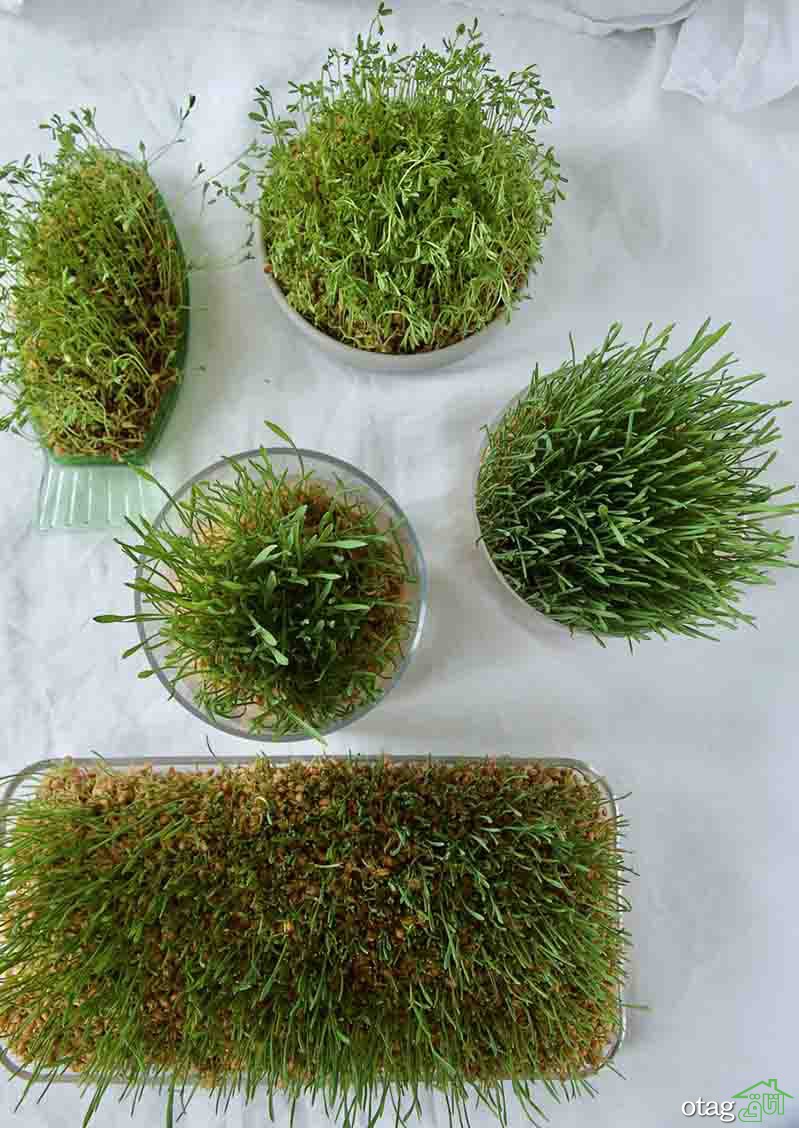 40 مدل عکس سبزه عید نوروز برای سفره هفت سین سال 1400 40 مدل عکس سبزه عید نوروز برای سفره هفت سین سال 1400