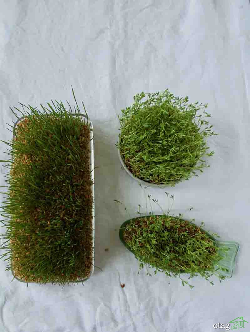 40 مدل عکس سبزه عید نوروز برای سفره هفت سین سال 1400 40 مدل عکس سبزه عید نوروز برای سفره هفت سین سال 1400