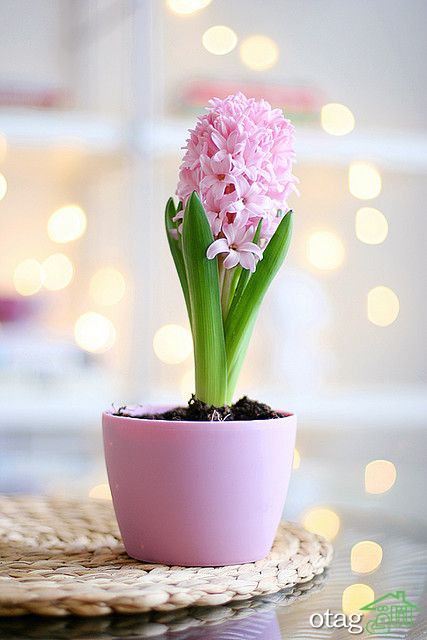 40 مدل عکس سبزه عید نوروز برای سفره هفت سین سال 1400 40 مدل عکس سبزه عید نوروز برای سفره هفت سین سال 1400