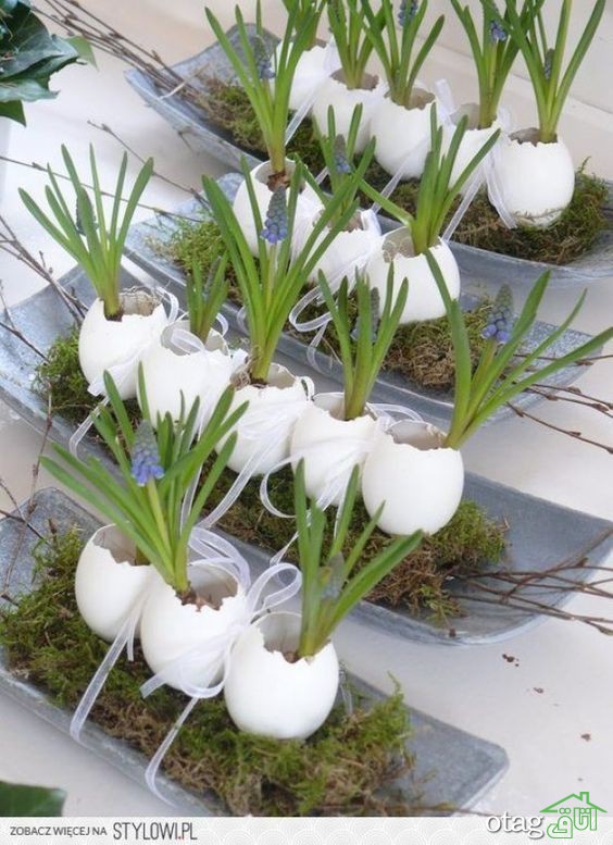 40 مدل عکس سبزه عید نوروز برای سفره هفت سین سال 1400 40 مدل عکس سبزه عید نوروز برای سفره هفت سین سال 1400