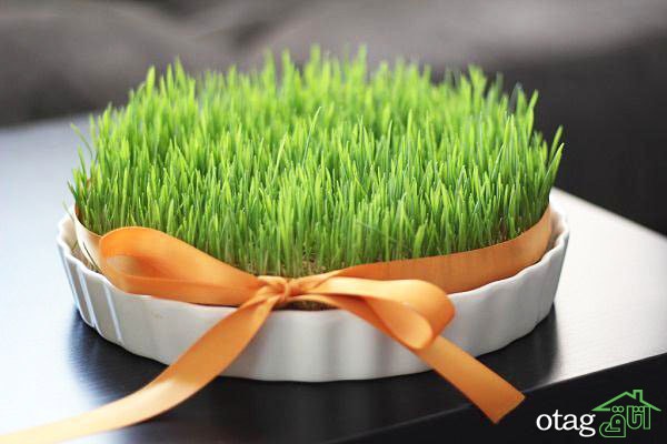 40 مدل عکس سبزه عید نوروز برای سفره هفت سین سال 1400 40 مدل عکس سبزه عید نوروز برای سفره هفت سین سال 1400