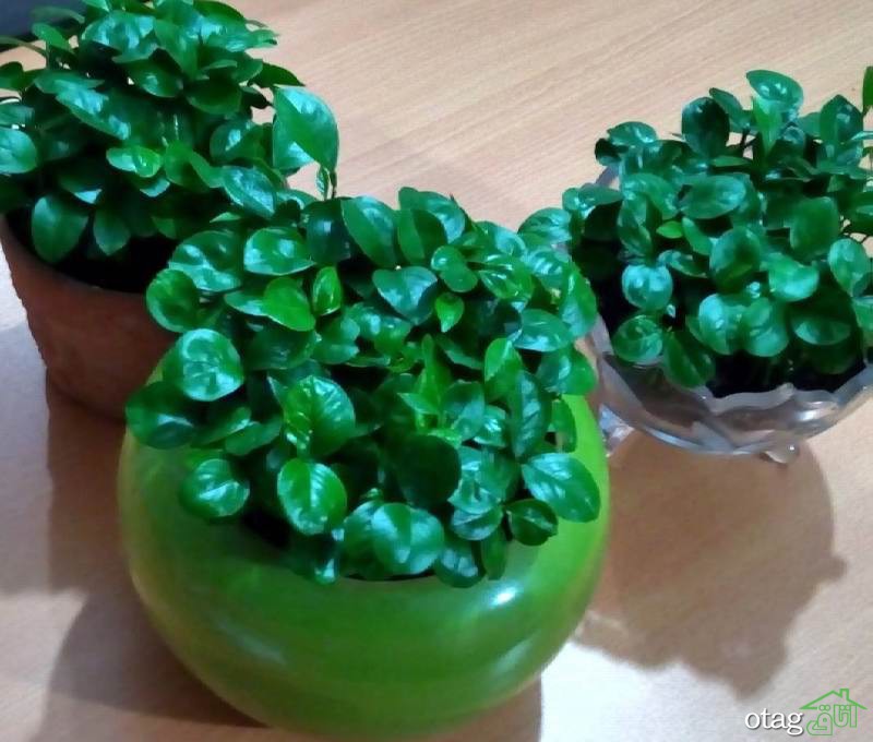40 مدل عکس سبزه عید نوروز برای سفره هفت سین سال 1400 40 مدل عکس سبزه عید نوروز برای سفره هفت سین سال 1400