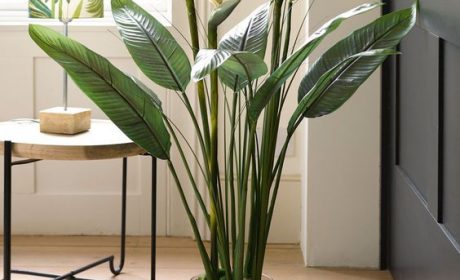 معرفی گیاهان آپارتمانی لوکس، آشنایی با 7 گونه شیک برای نشیمن