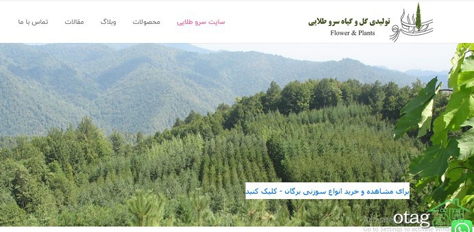 سایت سرو طلایی مجموعه ای از انواع درختان زینتی و سوزنی برگان سایت سرو طلایی مجموعه ای از انواع درختان زینتی و سوزنی برگان