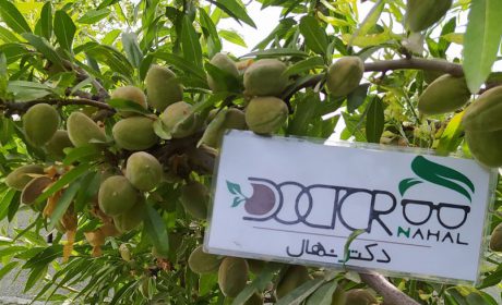 خرید نهال گردو و نهال بادام برای چه مناطقی پرسود می باشد