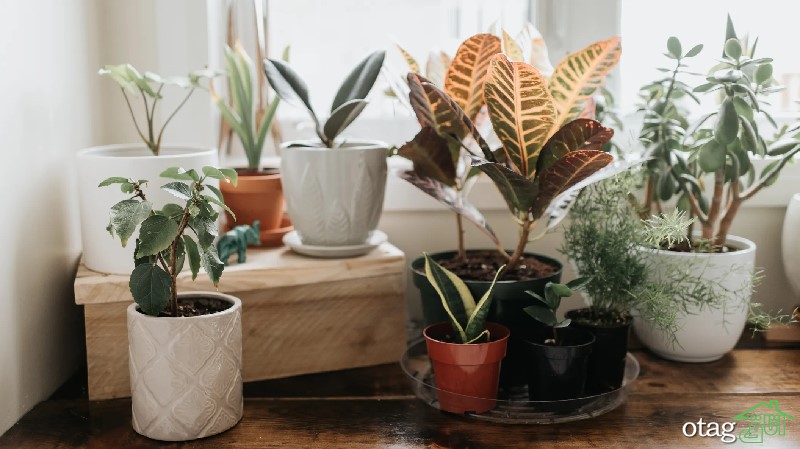 خرید گیاه آپارتمانی به جای دسته گل | چرا باید به جای دسته گل، گیاه آپارتمانی بخریم